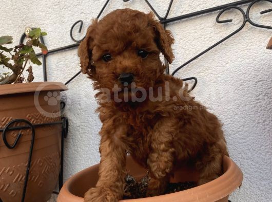 Aşılı Pasaportlu Poodle Bebeklerimiz görsel