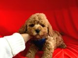 Toy Poodle Mini Boy Yavrular