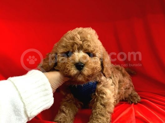 Toy Poodle Mini Boy Yavrular görsel