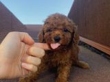 Redbrown Tüyleriyle Mükkemmel Poodle Bebekler