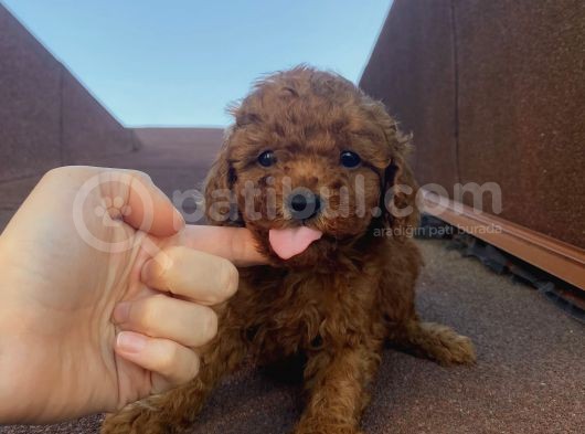 RedBrown Tüyleriyle Mükkemmel Poodle Bebekler