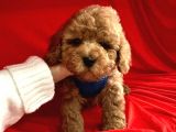Toy Poodle Mini Boy Yavrular