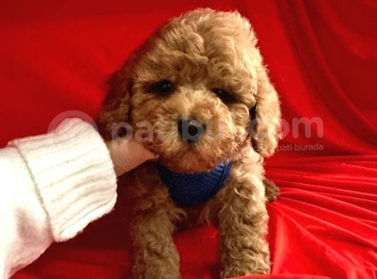 Toy Poodle Mini Boy Yavrular görsel