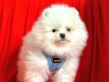 Ayıcık Surat Boo Pomeranian Yavrular