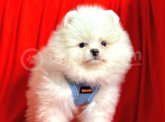 Ayıcık Surat Boo Pomeranian Yavrular görsel