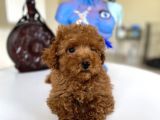 Orjinal Redbrown 3 Karma Aşılı Toy Boy Büyümeyen Poodle