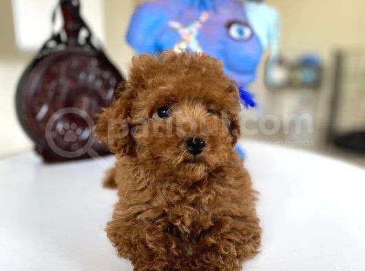 Orjinal Redbrown 3 Karma Aşılı Toy Boy Büyümeyen Poodle görsel