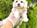 Malti̇po Üst Kali̇te Di̇şi̇