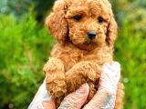 Red Toy Poodle Di̇şi̇