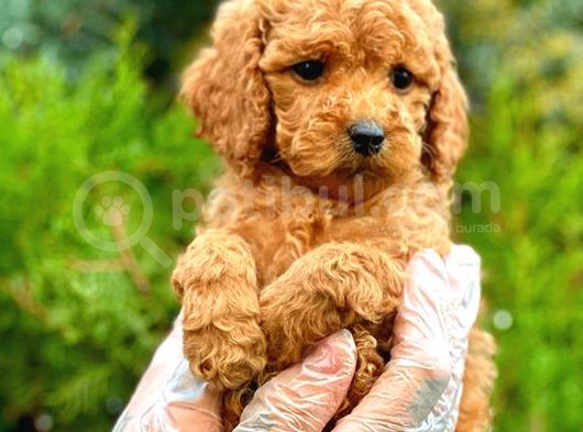 Red Toy Poodle Di̇şi̇ görsel