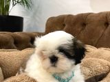Özel Kore Shih Tzu Yavrularımız Dişi Bebekler