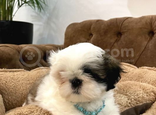 Özel Kore Shih Tzu Yavrularımız Dişi Bebekler görsel