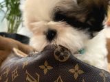 Özel Kore Shih Tzu Yavrularımız Dişi Bebekler