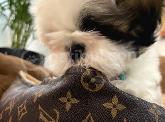 Özel Kore Shih Tzu Yavrularımız Dişi Bebekler görsel