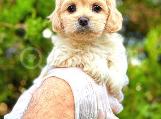 Teacup Sütlü Kahveli̇ Malti̇po Di̇şi̇ görsel