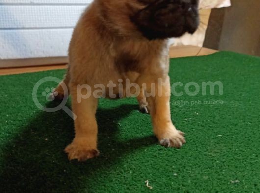 Sevi̇mli̇ Pug Yavrular görsel