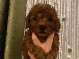 Redbrown Tüyleriyle Mükkemmel Poodle Bebekler