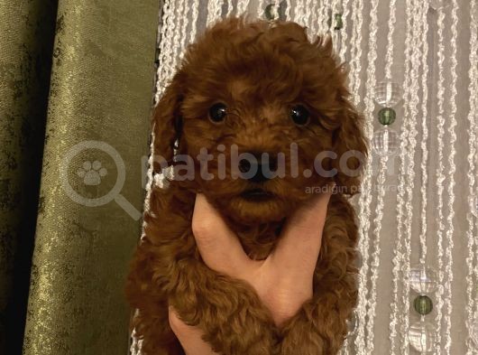Redbrown Tüyleriyle Mükkemmel Poodle Bebekler görsel