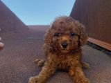 Redbrown Tüyleriyle Mükkemmel Poodle Bebekler