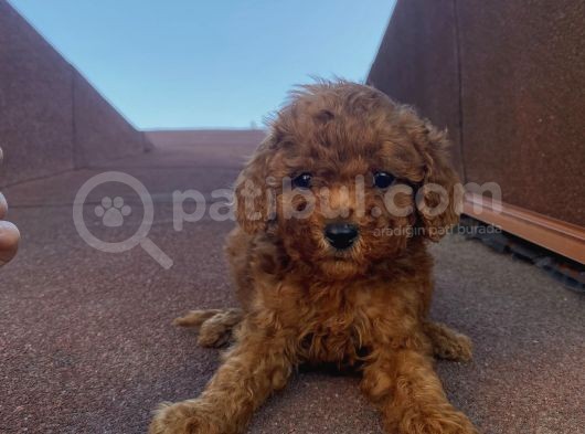 Redbrown Tüyleriyle Mükkemmel Poodle Bebekler görsel