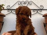 Aşılı Pasaportlu Poodle Bebeklerimiz