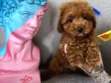 Orjinal Redbrown 3 Karma Aşılı Toy Boy Büyümeyen Poodle
