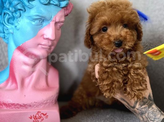 Orjinal Redbrown 3 Karma Aşılı Toy Boy Büyümeyen Poodle görsel