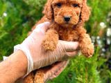 Red Üst Erkek Toy Poodle