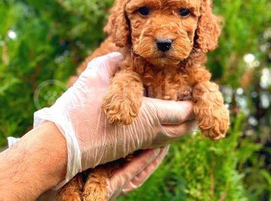 Red Üst Erkek Toy Poodle görsel
