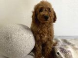 Minyatür boy red 3 karma aşılı garantili toy poodle orta boy