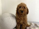 Minyatür Boy Red 3 Karma Aşılı Garantili Toy Poodle Orta Boy