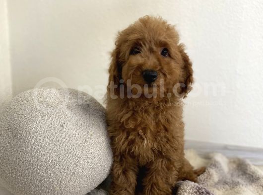 Minyatür Boy Red 3 Karma Aşılı Garantili Toy Poodle Orta Boy görsel