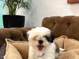 Özel kore shih tzu yavrularımız dişi bebekler