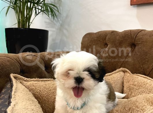 Özel Kore Shih Tzu Yavrularımız Dişi Bebekler