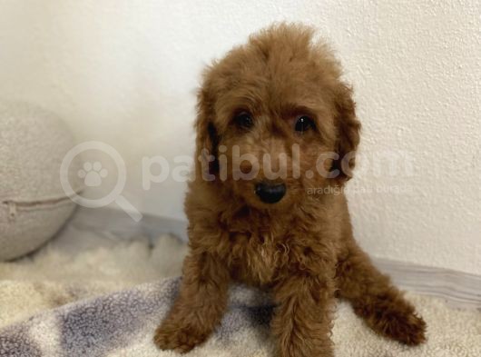 Minyatür Boy Red 3 Karma Aşılı Garantili Toy Poodle Orta Boy görsel