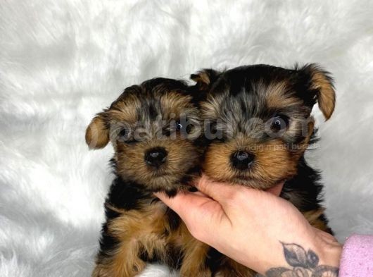 Orjinal Silvergold Teacup Yorkshire Annealtından görsel
