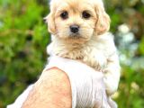 TEACUP SÜTLÜ KAHVELİ MALTİPO DİŞİ