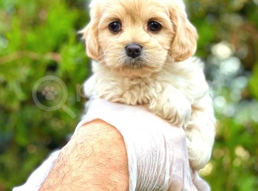 Teacup Sütlü Kahveli̇ Malti̇po Di̇şi̇
