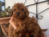 Aşılı Pasaportlu Poodle Bebeklerimiz