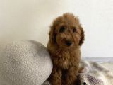 Minyatür Boy Red 3 Karma Aşılı Garantili Toy Poodle Orta Boy
