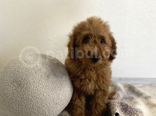 Minyatür Boy Red 3 Karma Aşılı Garantili Toy Poodle Orta Boy görsel