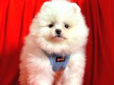 Ayıcık Surat Boo Pomeranian Yavrular