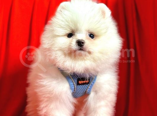 Ayıcık Surat Boo Pomeranian Yavrular