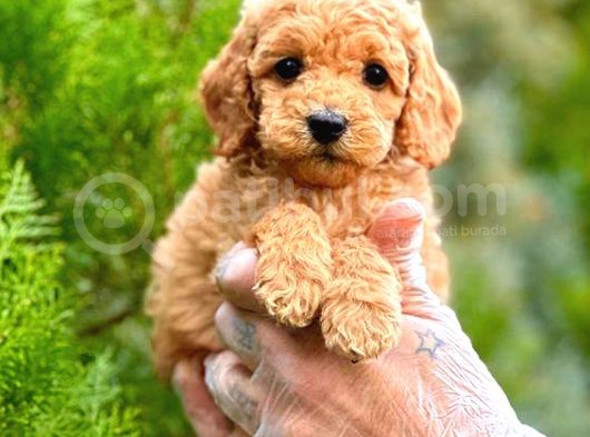 Toy Poodle Di̇şi̇