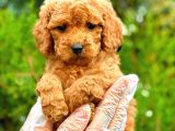 Red Toy Poodle Di̇şi̇