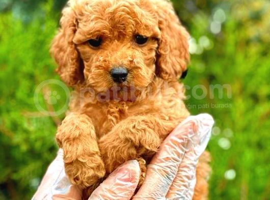 Red Toy Poodle Di̇şi̇ görsel