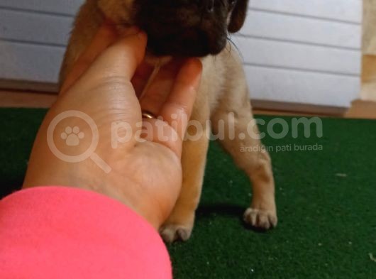 Sevi̇mli̇ Pug Yavrular görsel