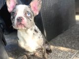 BLUE MERLE ÖZEL RENK FRENCH BULLDOG