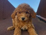 Redbrown Tüyleriyle Mükkemmel Poodle Bebekler