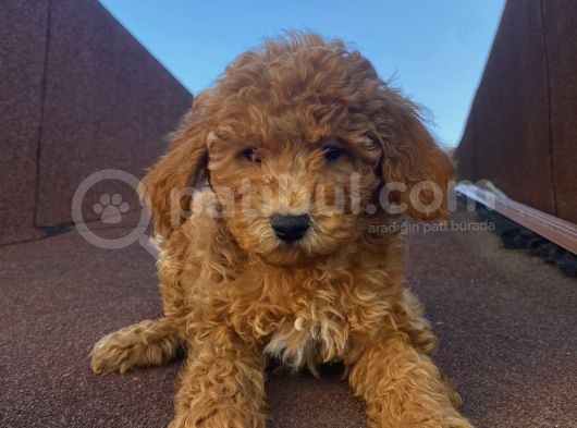 Redbrown Tüyleriyle Mükkemmel Poodle Bebekler görsel